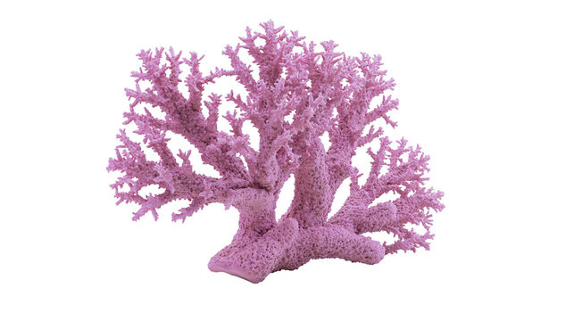 Intricate branching pink coral structure with porous textured surface