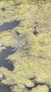 Blue crabs, Callinectes sapidus, mating in polluted water covered with floating seaweed