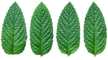 Four fresh green peppermint leaves with serrated edges and textured veins © Isolde