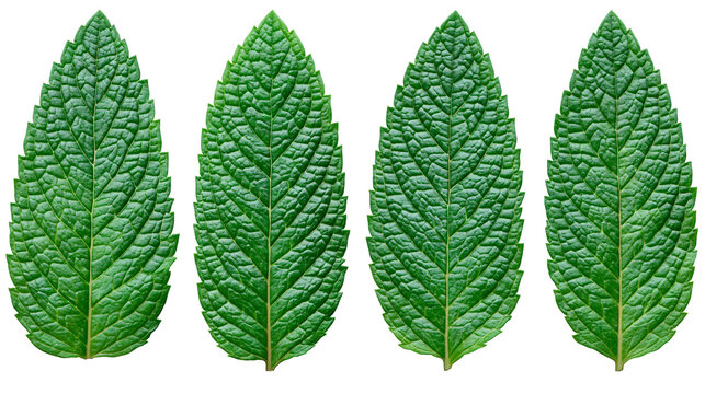 Four fresh green peppermint leaves with serrated edges and textured veins