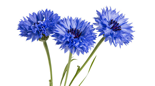 Three vibrant blue cornflower blossoms with green stems and dark centers