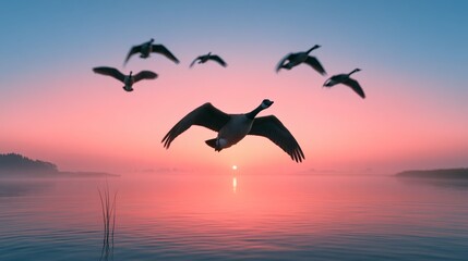 Naklejka premium Canada geese flying in formation over calm misty lake at sunrise