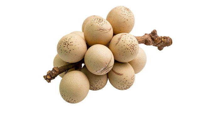 Bunch of fresh beige langsat fruit with speckled skin and woody stem