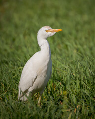 Obraz premium Cattle egret Bubulcus ibis in a green grass field. White heron foraging in a pasture next to grazing cattle, natural habitat wildlife photography