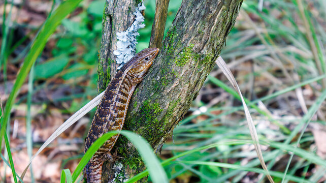 Drag&oacute;n mexicano (Abronia sp.) 