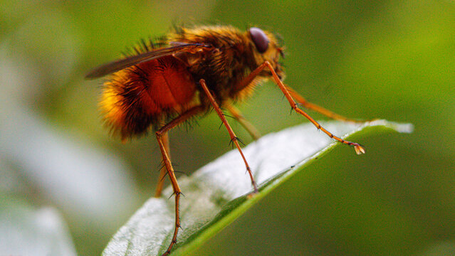Mosca gigante en el bosque (Adejeania spp.)