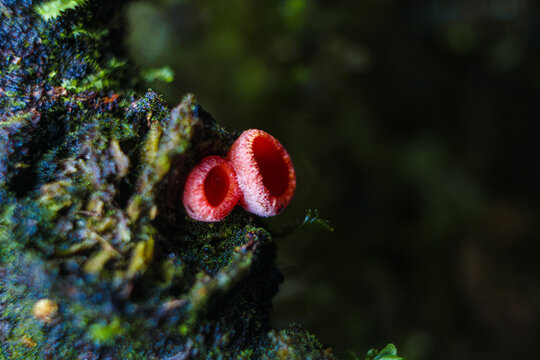 Hongos de copa de duende (Sarcoscyphaceae) 