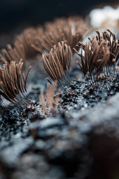 Hongos del g&eacute;nero Stemonitis. 