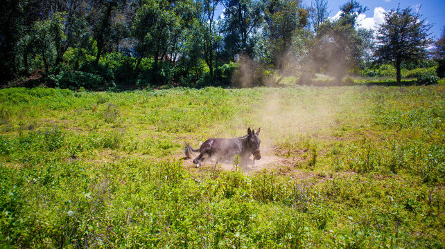 Burro mexicano disfrutando la tierra 