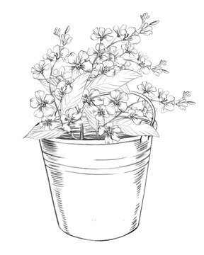 The backet with the bird cherry branches. Handmade farm pencil illustrations. For design of cards, cover, prints, product labels and fabric.