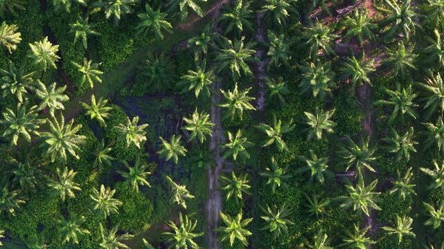 Aerial view of a dense palm tree plantation.\nUniform rows of green palms extend across the landscap