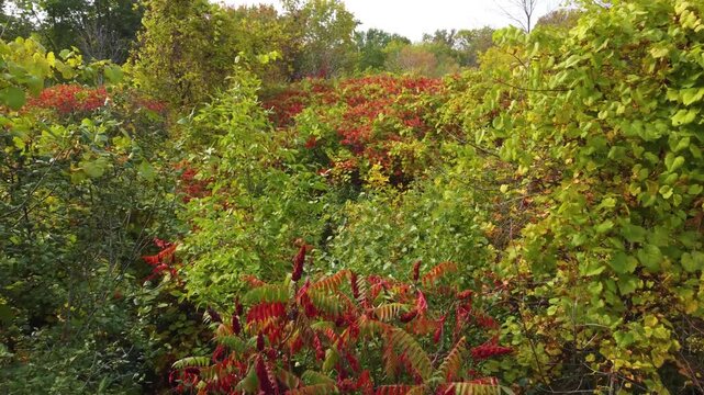 Vibrant autumn foliage with sumac trees and other deciduous plants changing colors in a beautiful forest scene.