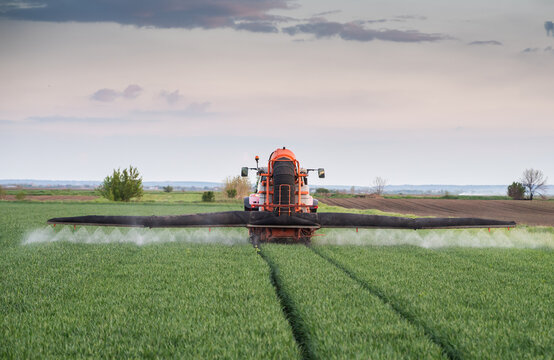 Tractor spraying pesticides wheat field.