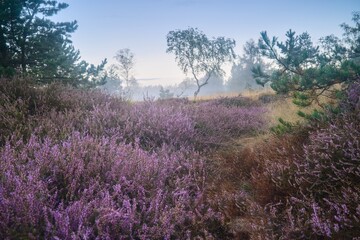 wrzosowiso w mglisty poranek © pinus25