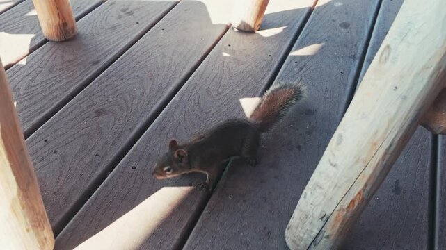 A squirrel on a wood deck exploring and walking around between chair legs and patches of sunlight.