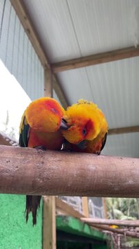 Adorable orange parakeets perched on a branch, one bird gently preening and grooming the feathers of another, cute affectionate pet birds, animal companionship and peaceful social behavior