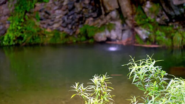 静寂の中の滝壺:手前に葉っぱ、滝ぼかし