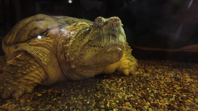 An old snapping turtle in an aquarium tank with pebbles.