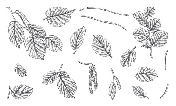 Alder tree leaves branches and catkins set hand drawn sketch illustration. Monochrome forest plant elements painted by black inks. Engraving style drawing for herbal printing, coloring books