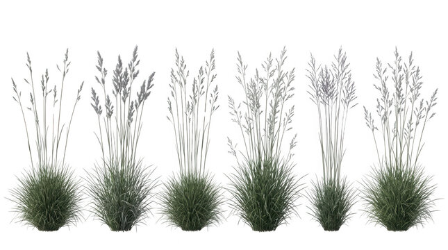 Ensemble de six touffes d'herbes ornementales vertes avec des &eacute;pis floraux isol&eacute;s sur fond blanc, id&eacute;al pour l'am&eacute;nagement paysager, le rendu architectural et les compositions graphiques naturelles.