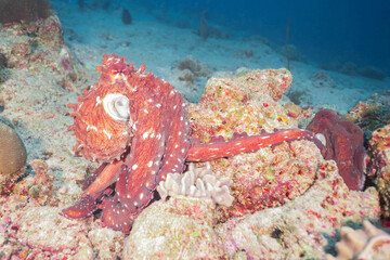 Day octopuses mating © Kaifa