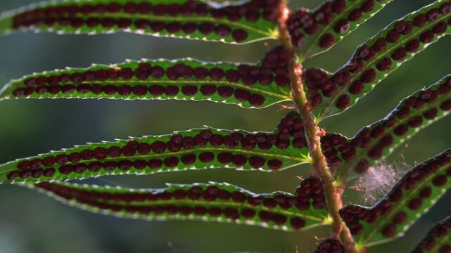 close-up shot of fern leaves with spores and sori