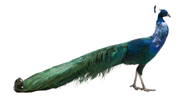 Vibrant blue and green male peacock standing with long elegant tail feathers