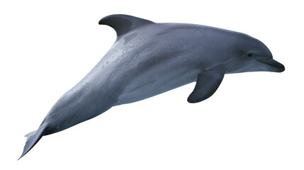 Grey bottlenose dolphin swimming with wet skin texture © Lena