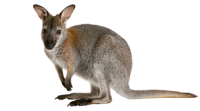 Young wallaby standing upright with grey and brown fur