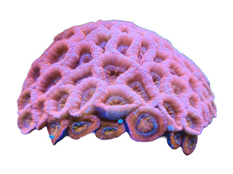 Pink corals, marine invertebrate animals of the phylum Cnidaria underwater