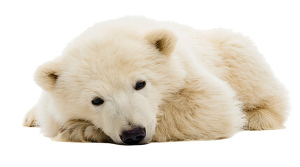 Fluffy young polar bear cub lying down with thick white fur © Veikko