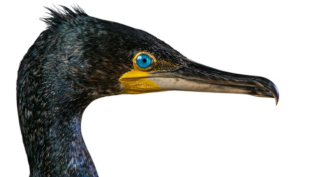 Close up profile portrait of a double crested cormorant with bright blue eye