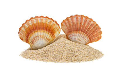 Two orange striped scallop seashells resting in a small pile of beach sand © Veikko