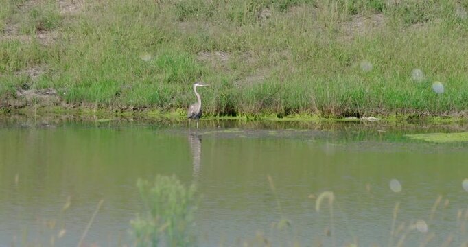 Great Blue Heron bird yawns while fishing in a wetland pond environment. DCI 24fps