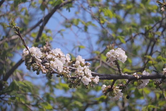 Cerisier