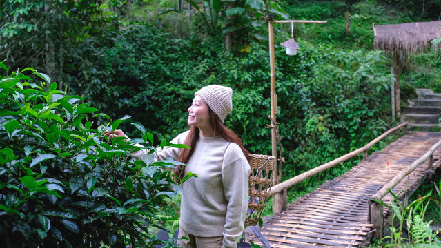 A woman picking tea leaf in the forest