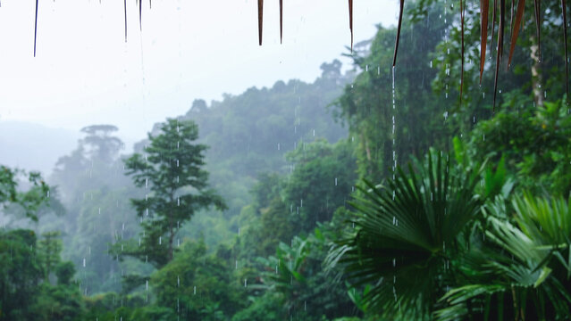 Raining over the grass hut roof in the forest