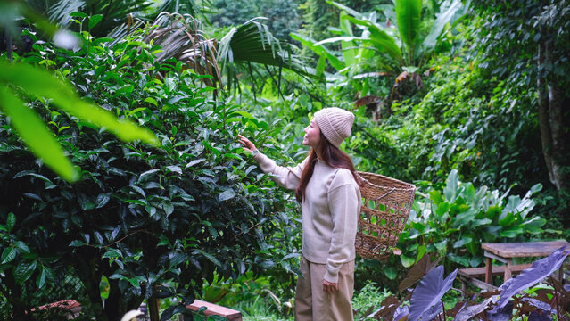 A woman picking tea leaf in the forest
