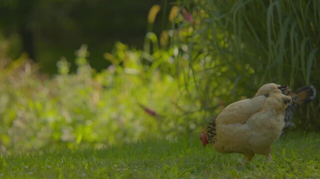 Bantam Chickens Pecking in grass - 4K