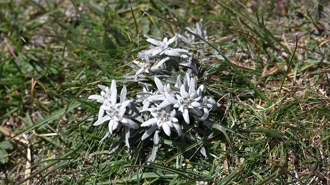 Iconic, dreamlike Dolomites. The Sesto Dolomites, between Monte Cristallo and the Tre Cime di Lavaredo in summer. With hiking and climbing.