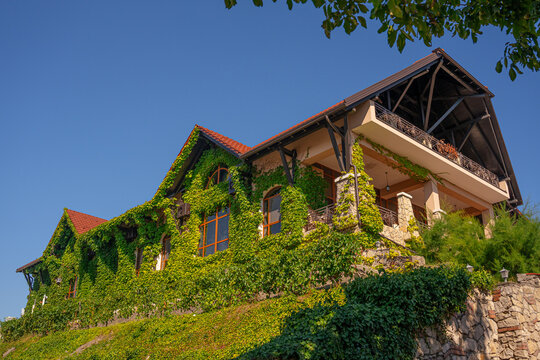 Building facade covered with green climbing plants and leaves, eco friendly architecture and urban nature concept