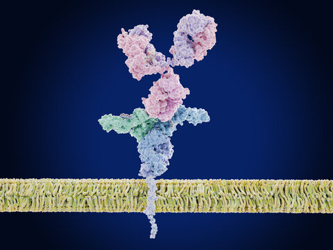IgG antibody binding to the  immunoglobulin gamma Fc receptor (hFcgammaRI) on  an immune cell membrane