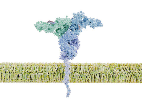 The  immunoglobulin gamma Fc receptor (hFcgammaRI) on an immune cell membrane