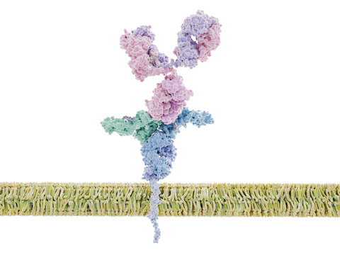 IgG antibody binding to the  immunoglobulin gamma Fc receptor (hFcgammaRI) on  an immune cell membrane