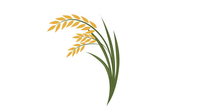  plant, leaf, nature, grass, tree, vector, green, branch, wheat, agriculture, illustration, cereal, food, grain, field, summer, design, growth, flower, leaves , rice flow