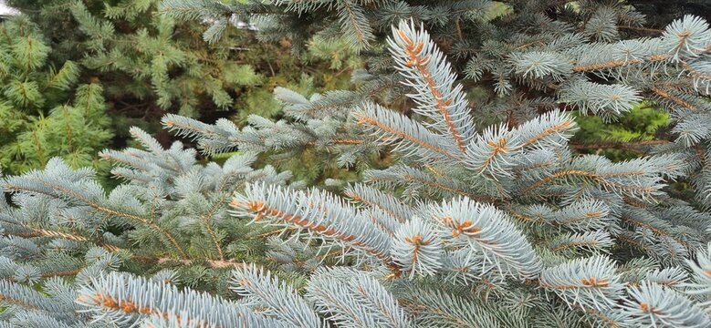 Close up of blue spruce branches with silvery needles. Textured evergreen coniferous tree background. Horizontal natural foliage pattern