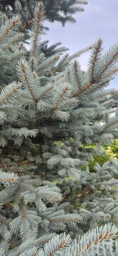 Vertical photo of a blue spruce tree with silvery needles. Evergreen coniferous branches against a cloudy sky. Natural garden foliage background