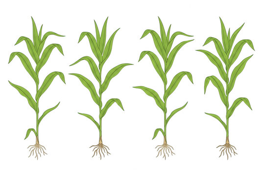 Ensemble de quatre plants de ma&iuml;s verts isol&eacute;s avec leurs racines visibles, illustr&eacute;s dans un style graphique plat sur fond blanc, parfaits pour des projets agricoles ou &eacute;ducatifs sur la culture.