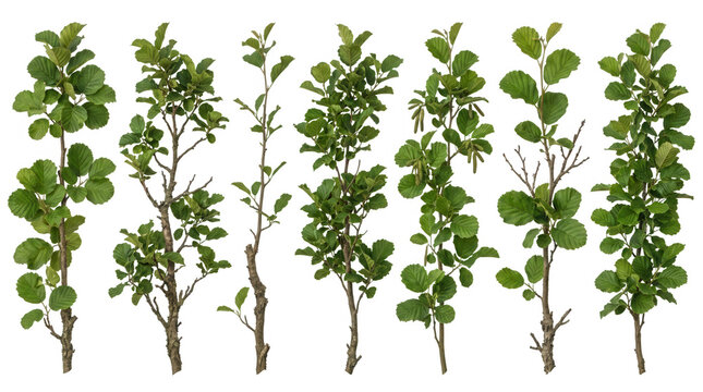 Ensemble de sept jeunes arbres et arbustes &agrave; feuilles vertes isol&eacute;s sur fond blanc, parfaits pour des projets d'am&eacute;nagement paysager, d'architecture ou de design graphique n&eacute;cessitant des &eacute;l&eacute;ments