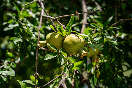 Close up of unripe pomegranates growing on tree.